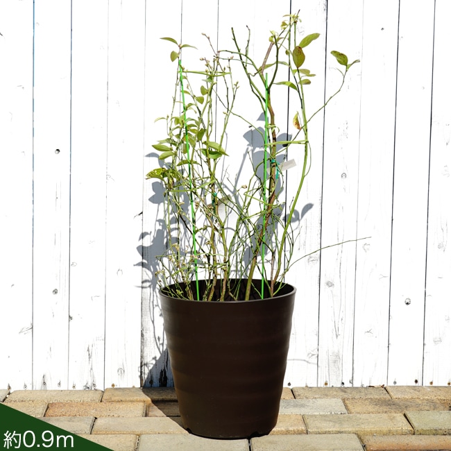アベックブルーベリー 2本植え フレグラーポット ラビットアイ系 苗木部 By 花ひろばオンライン