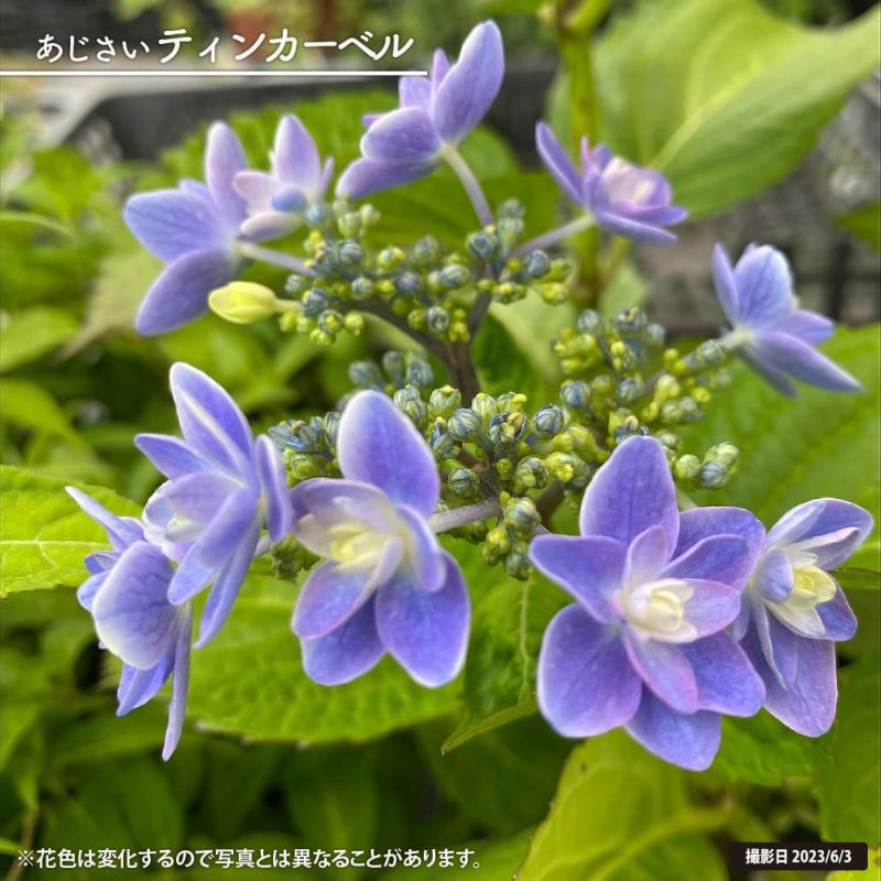 アジサイ ティンカーベル 7.5cmポット 花の苗 紫陽花 加茂ガーデンアジサイ