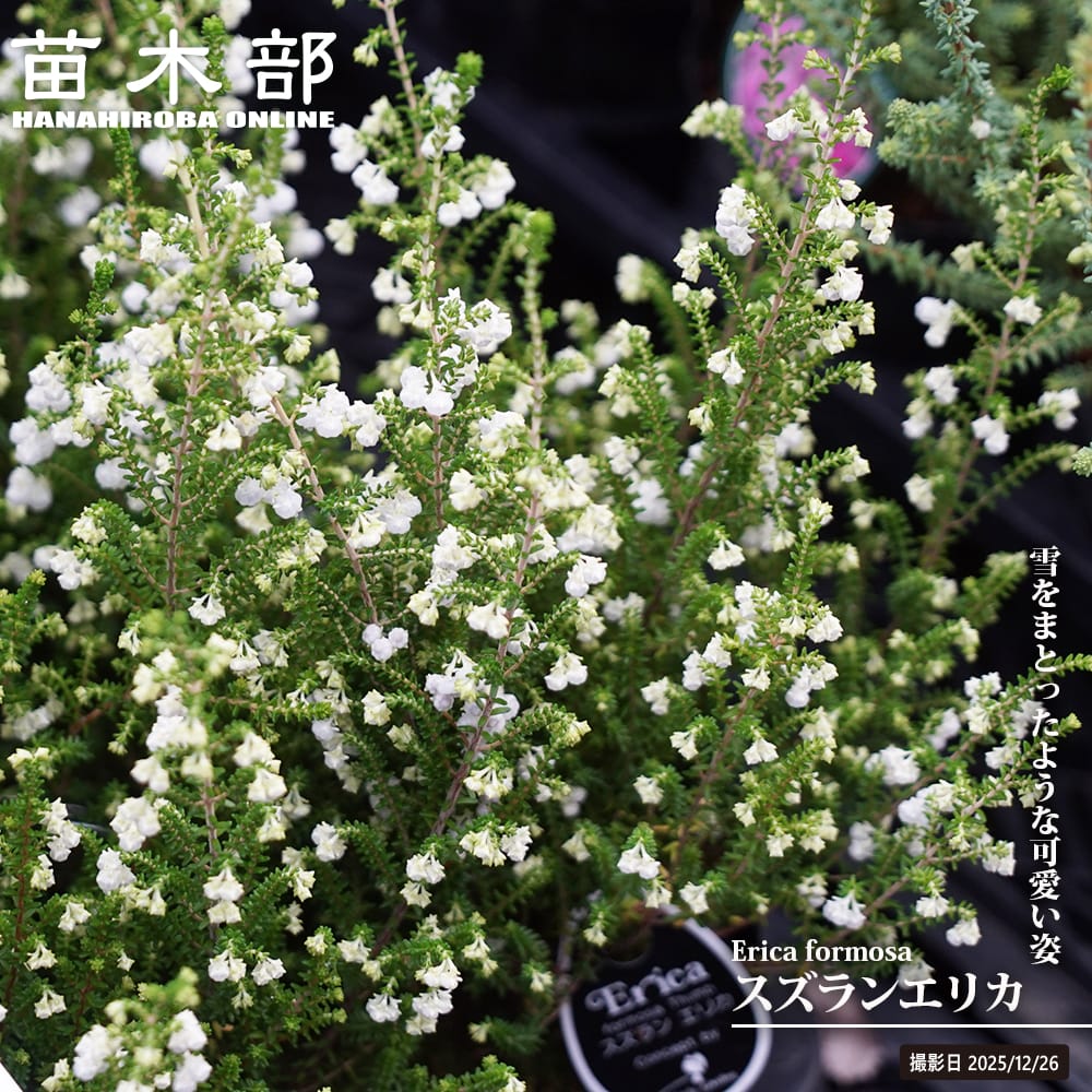 ユッカ ロストラータ ハイブリッドの通販 苗木部 By 花ひろばオンライン