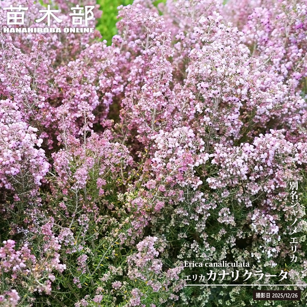 ダシリリオン クアドラングラツム 苗 販売 苗木部 By 花ひろばオンライン