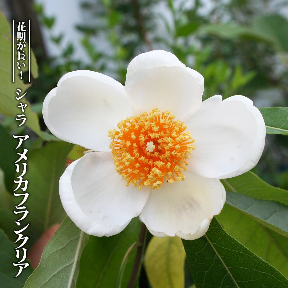 アオバナハイノキ 藍 苗 販売 苗木部 By 花ひろばオンライン