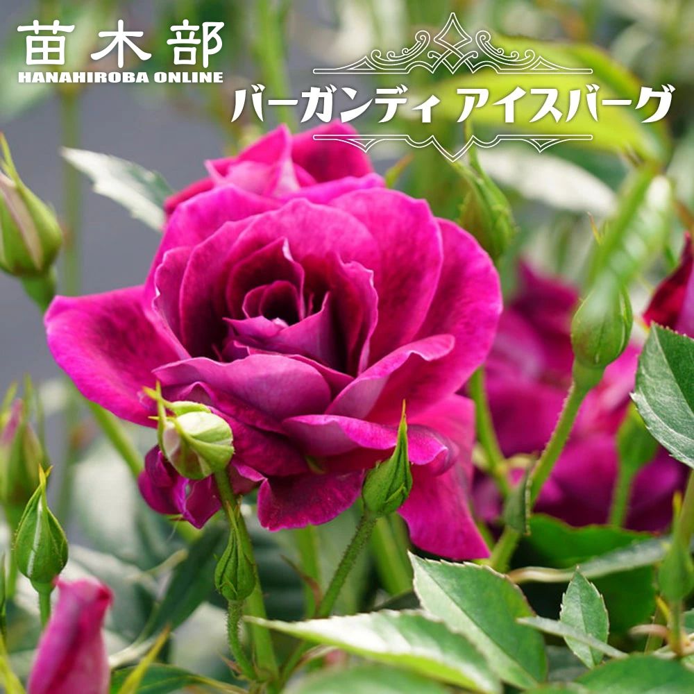 フェリシア Cl クライミング つるバラ 苗 鉢植え 苗木部 By 花ひろばオンライン