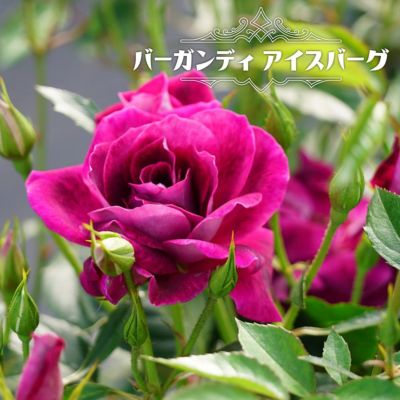 テッポウムシ予防樹脂フィルム1000ml 鉄砲虫 カミキリムシの幼虫の予防 対策 テッポウムシ予防樹脂フィルム1000ml 鉄砲虫 カミキリムシの幼虫の予防 対策