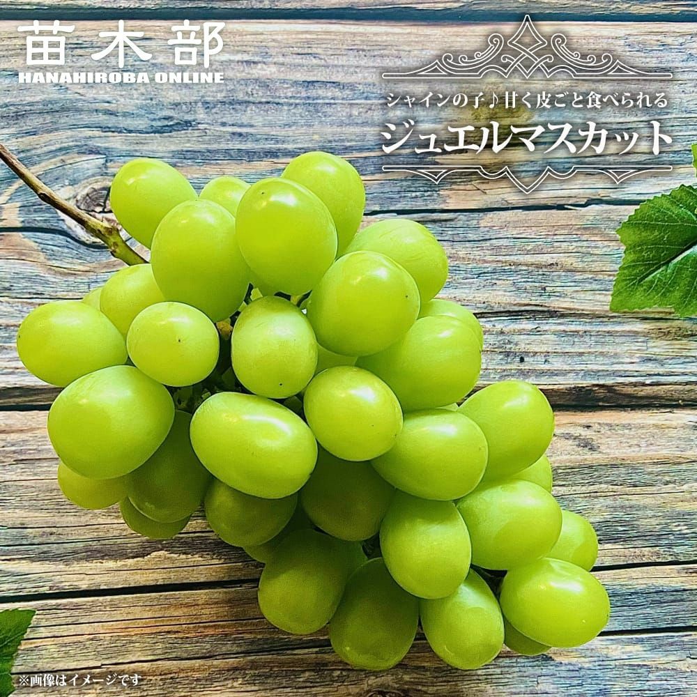 ブドウBKシードレス接木苗 楽天市場】種無しぶどう 【BKシードレス】 2年生接木苗 ウィルスフリー