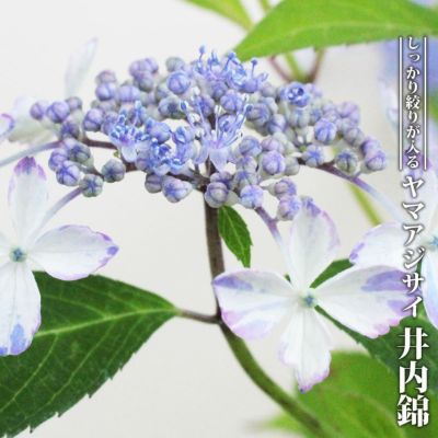 ヤマアジサイ 【伊予の青絣 （いよのあおがすり）】 ポット苗 写真