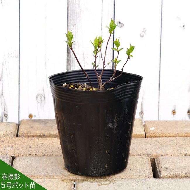 ヤマアジサイ 【酔湖姫 （すいこひめ）】 ポット苗 写真ラベルなし