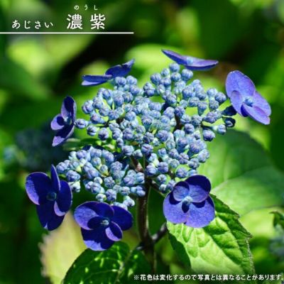 アジサイ苗　寿　ブルーラベル付き、桔梗苗 アジサイ 月虹(げっこう) ブルー 【花木苗 6号／1個売り