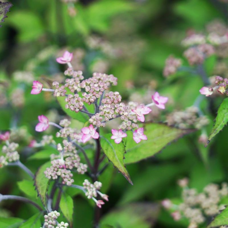 000000046212-02-l.jpg?t=