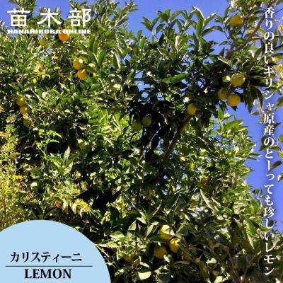ライム大苗木　レモンの横に♪暴れてます元気な気オススメヽ(^o^)丿 ライム大苗木 レモンの横に♪暴れてます元気な気オススメヽ(