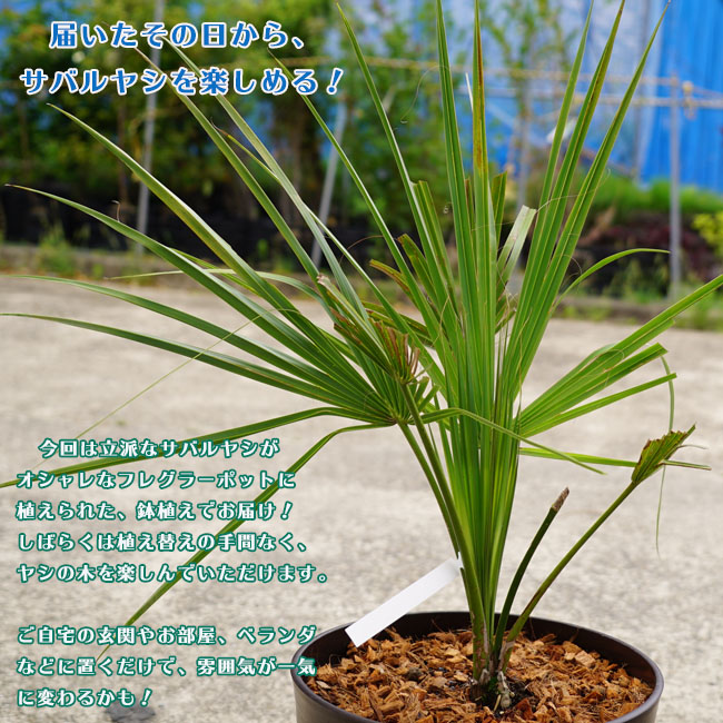 耐寒性ヤシの木 サバルヤシ 0 9m オシャレなフレグラーポット植え 常緑樹 観葉植物 インテリアプランツ 耐寒性 シンボルツリ9 苗木部 本店 By 花ひろばオンライン