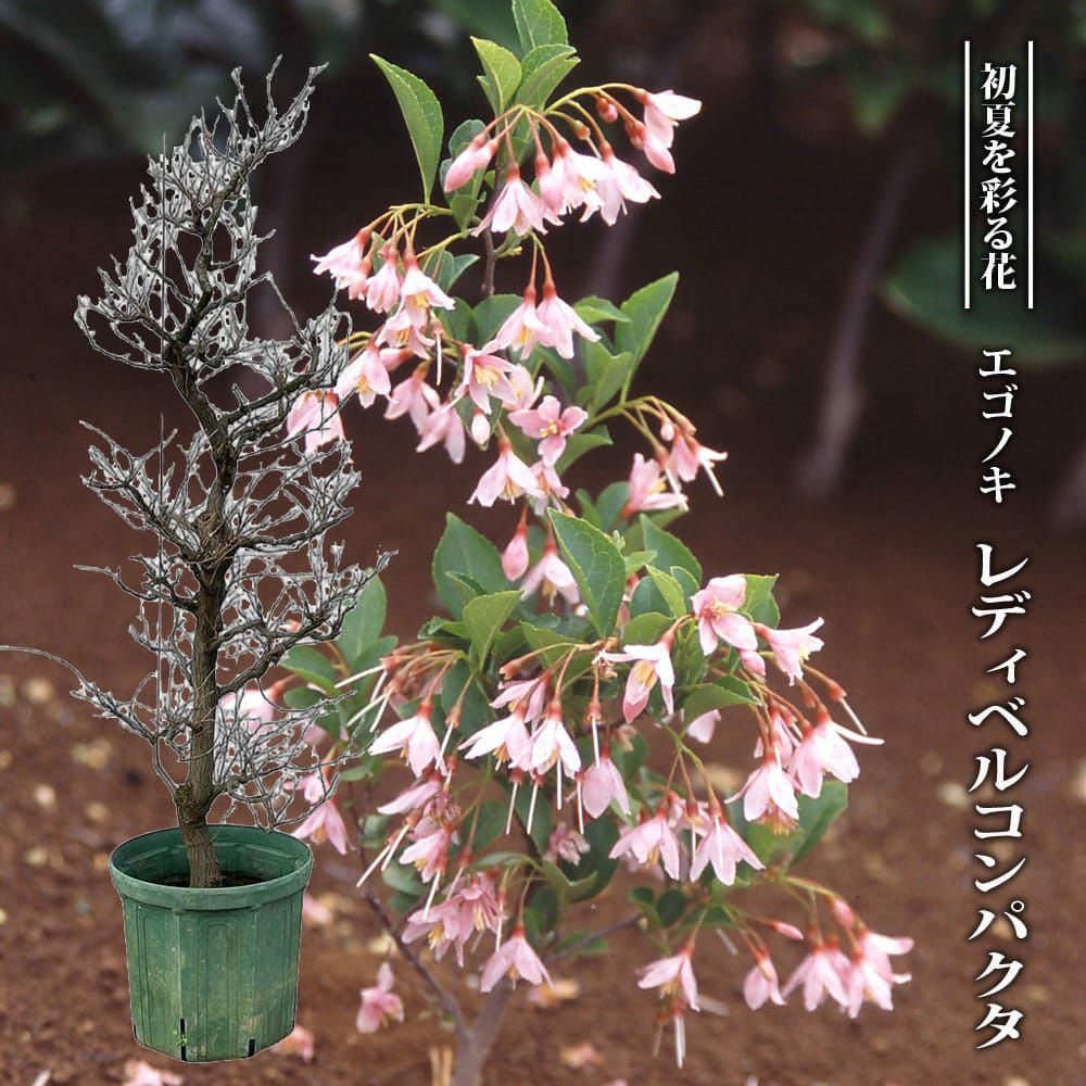 アオバナハイノキ 藍 苗 販売 苗木部 By 花ひろばオンライン