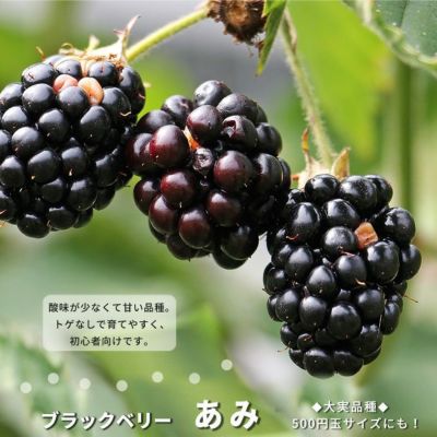 トゲなし ブラックベリー あみ 鉢植え 果樹苗木 果樹苗 苗木部 本店 By 花ひろばオンライン