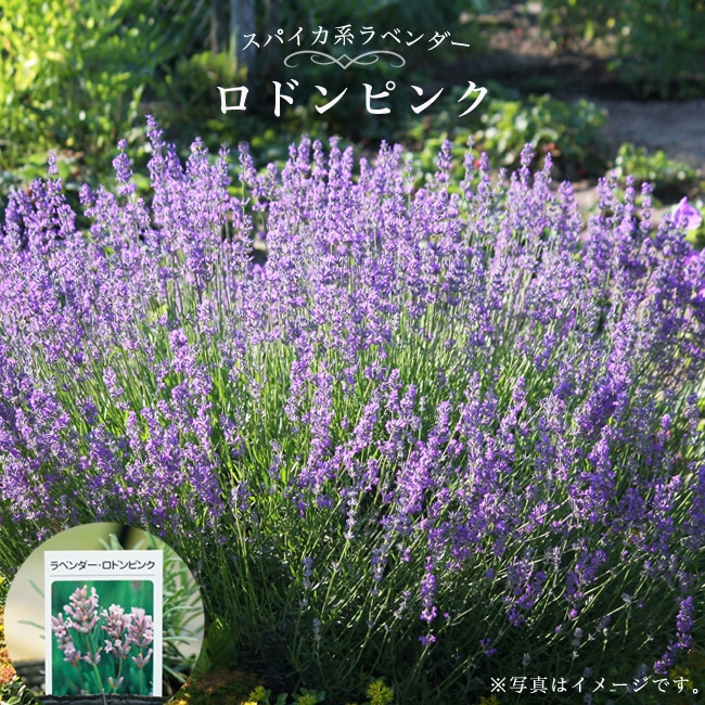 ラベンダー 苗木部 本店 By 花ひろばオンライン