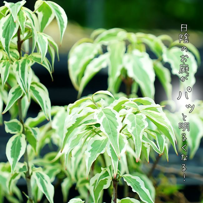 万年青（オモト） 斑入りの通販 おすすめ 時期 苗木部 By 花ひろば