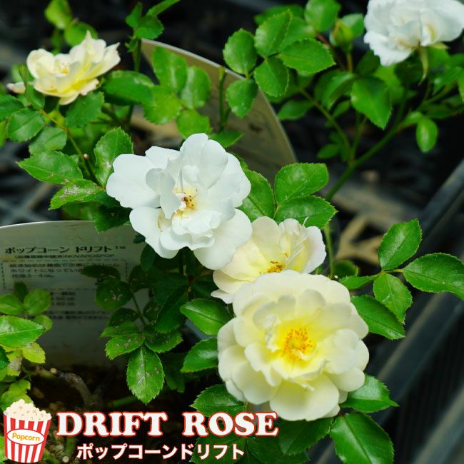 000000046977-01-l.jpg?t=