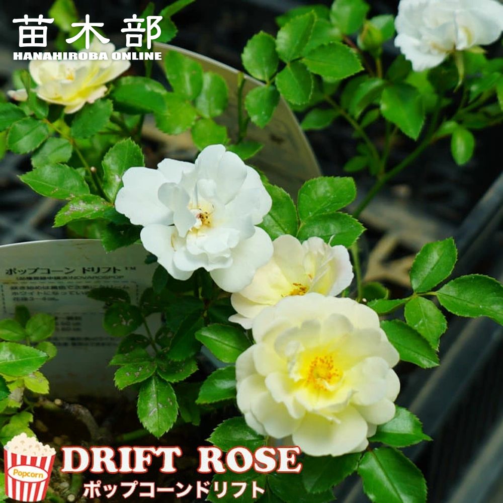 お多福南天 グランドカバー 苗 苗木部 By 花ひろばオンライン お多福南天 グランドカバー 苗 苗木部 By 花ひろばオンライン