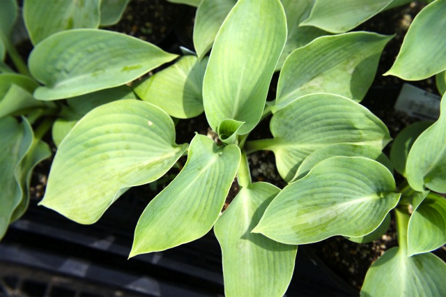 ホスタ ギボウシ エレガンス 苗 販売 苗木部 By 花ひろばオンライン