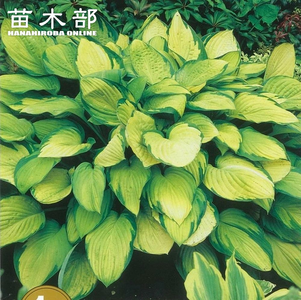 ギボウシ 苗木部 本店 By 花ひろばオンライン