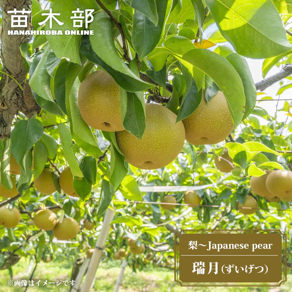 梨 赤ナシ 瑞月 苗 販売 苗木部 By 花ひろばオンライン