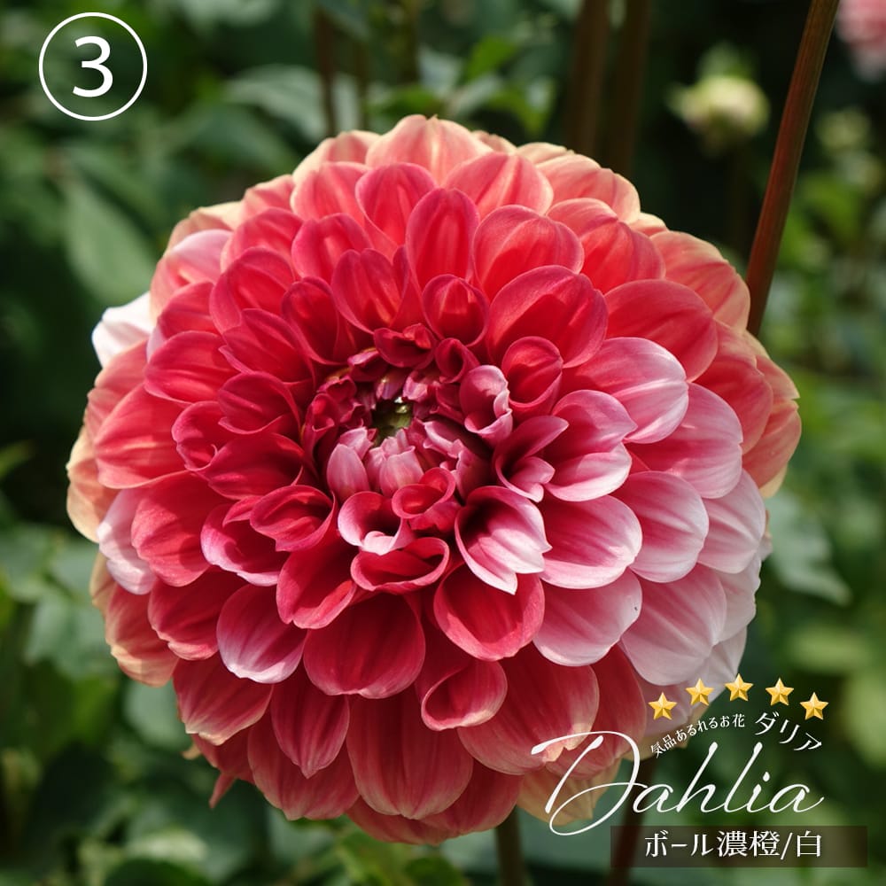 ダリア　ブラック2点 ダリア 数量限定の大株 【極上ダリア】 苗 販売 苗木部 By 花ひろば