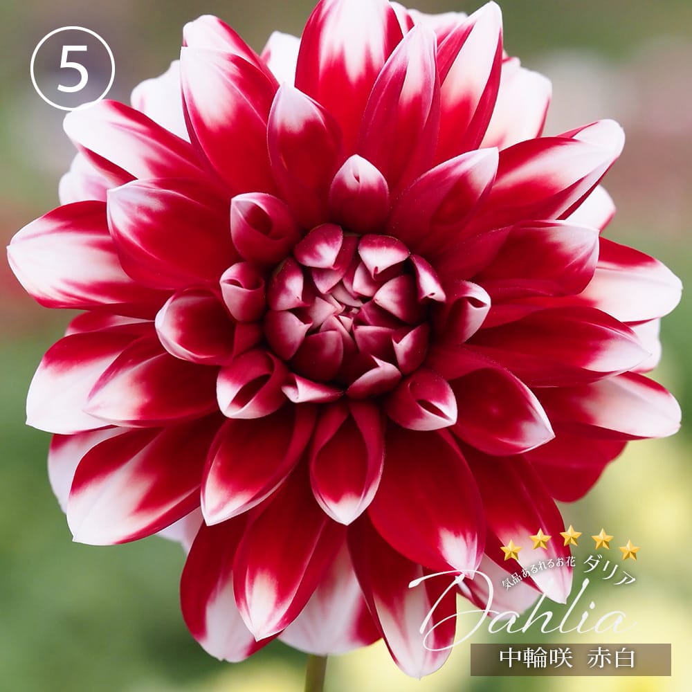 ダリア　ブラック2点 ダリア 数量限定の大株 【極上ダリア】 苗 販売 苗木部 By 花ひろば