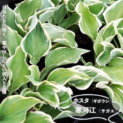 ギボウシ ホスタ 寒河江 サガエ 1株入 多年草 宿根草 グランドカバー 日陰 予約販売11月下旬頃入荷予定 苗木部 本店 By 花ひろばオンライン