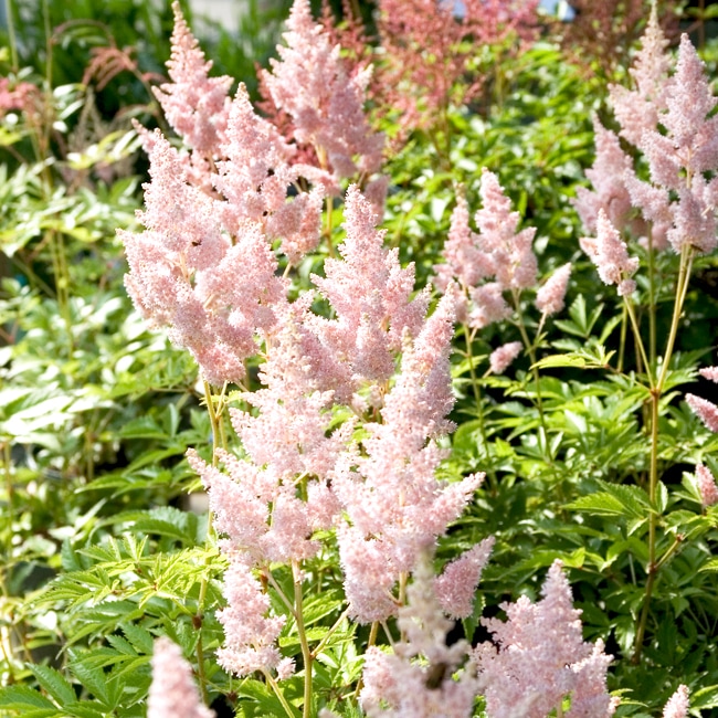 アスチルベ シスターテレサ 袋詰め球根 1株入 予約販売11月末頃入荷予定 苗木部 本店 By 花ひろばオンライン