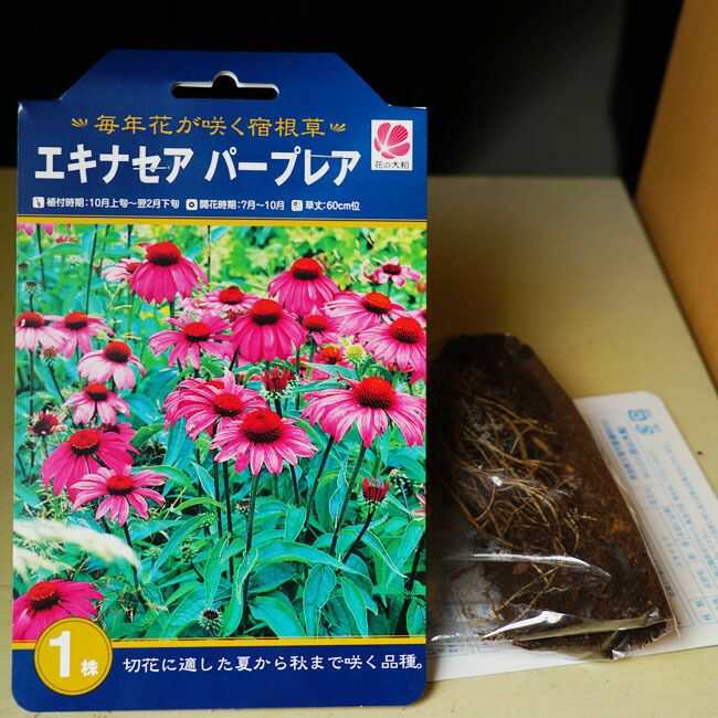 エキナセア パープレア 紫馬簾菊 1株入 宿根草 多年草 耐寒性 苗木部 本店 By 花ひろばオンライン