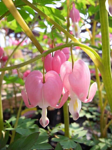 デルフィニウム オーロラ モーブ 苗 販売 苗木部 By 花ひろばオンライン