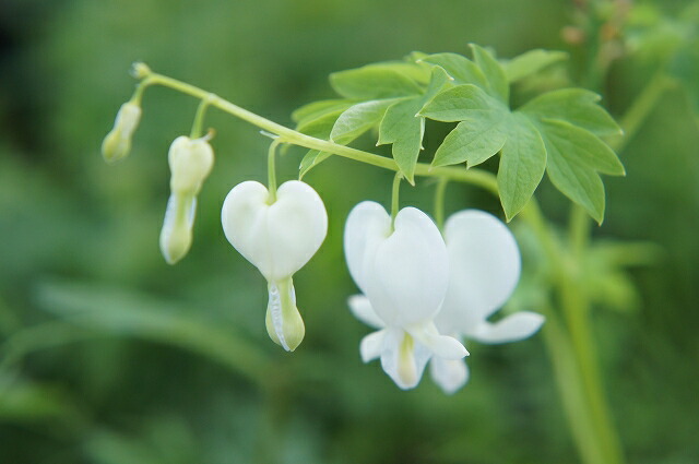 ディセントラ スペクタビリス 苗 通販 苗木部 By 花ひろばオンライン