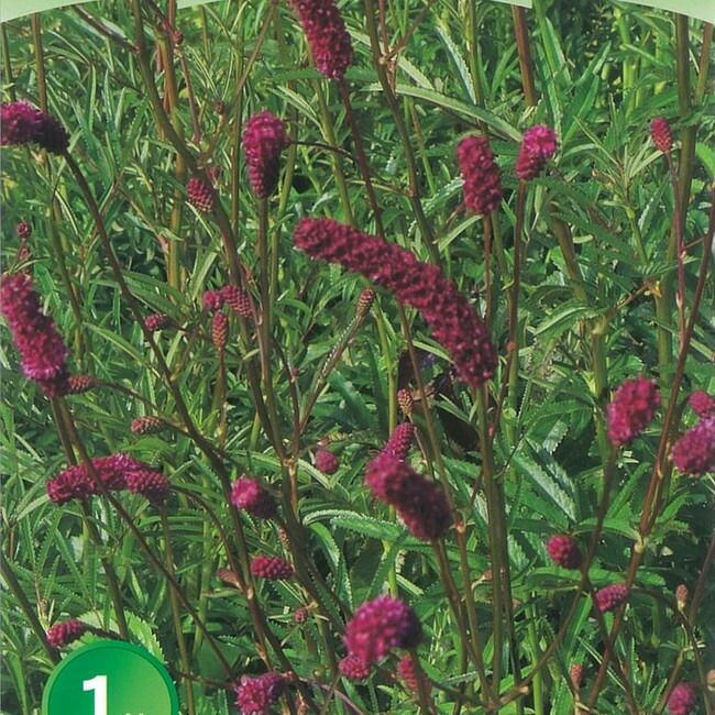 ワレモコウ 苗 通販 苗木部 By 花ひろばオンライン