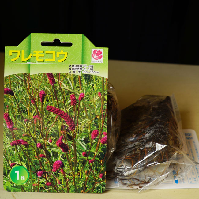 ワレモコウ 苗 販売 苗木部 By 花ひろばオンライン