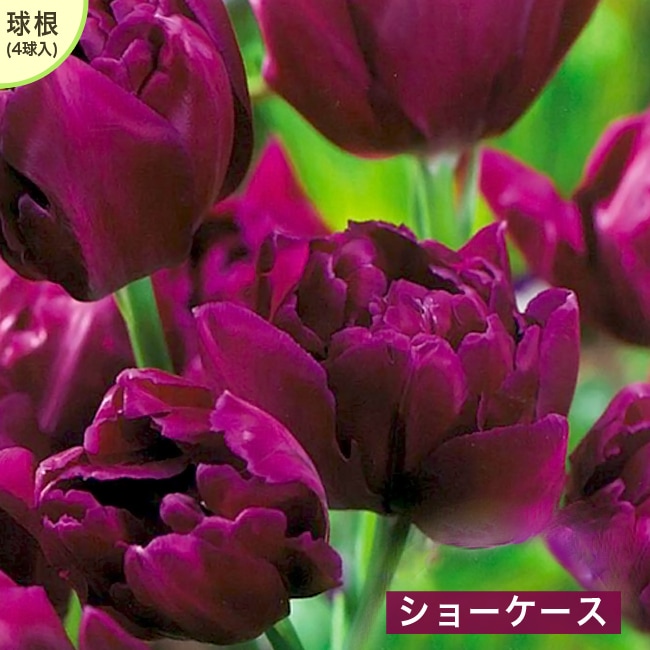 チューリップ 苗木部 本店 By 花ひろばオンライン