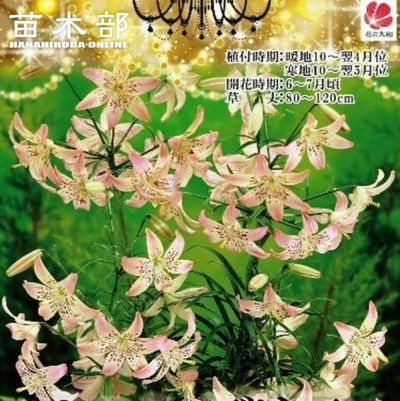 シャンデリアリリー球根 スー○ーさま確認用 花の大和 球根 シャンデリアリリー ライヒトリニー（黄平戸百合） 2球