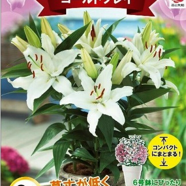 ユリ 球根 コンテナガーデンリリー コールドプレイ 2球入 予約販売10月中旬頃入荷予定 苗木部 本店 By 花ひろばオンライン