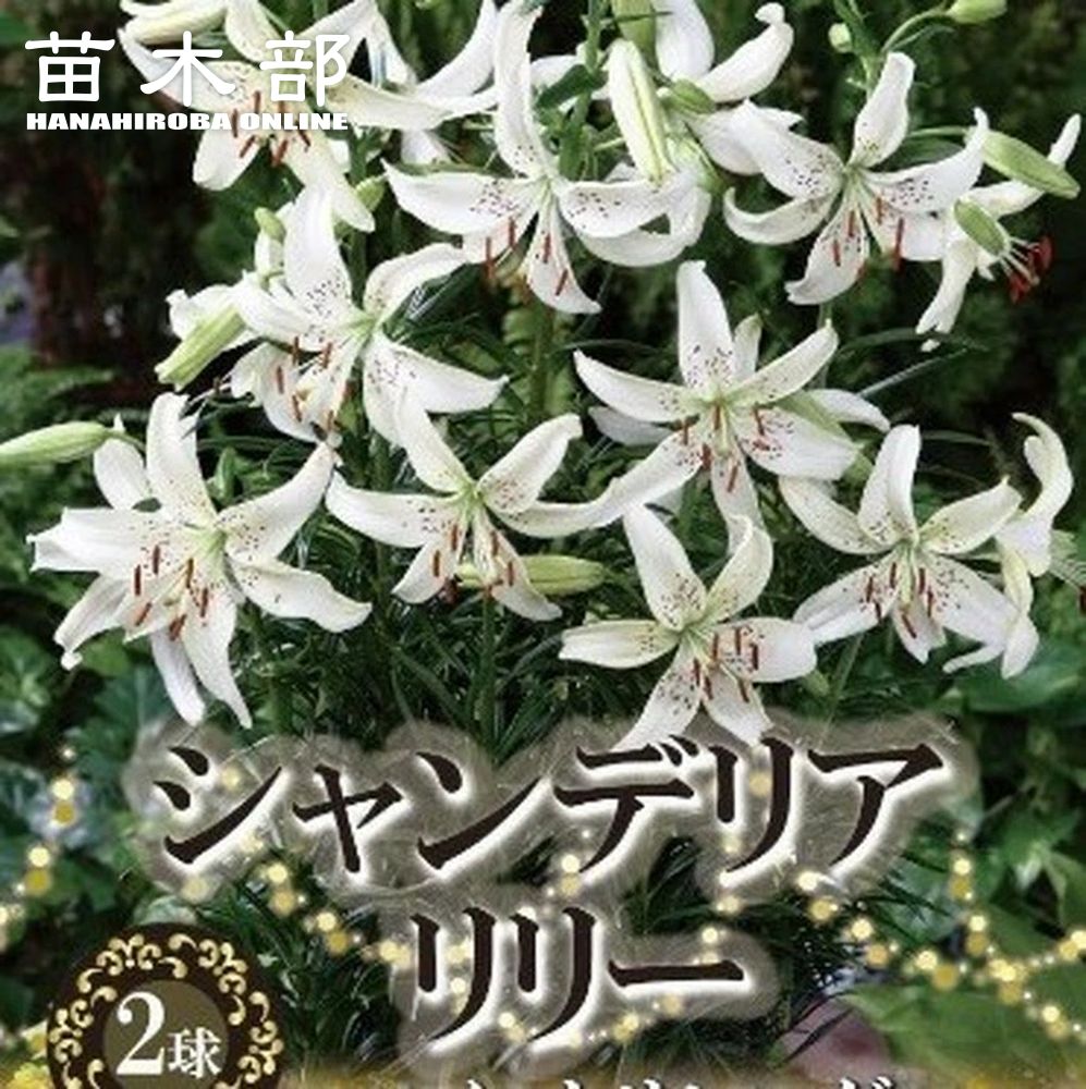 ユリ 球根 シャンデリアリリー スイートサレンダー 2球入 予約販売10月中旬頃入荷予定 苗木部 本店 By 花ひろばオンライン
