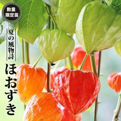 食用ほおずき 抜き苗 農薬不使用 - メルカリ