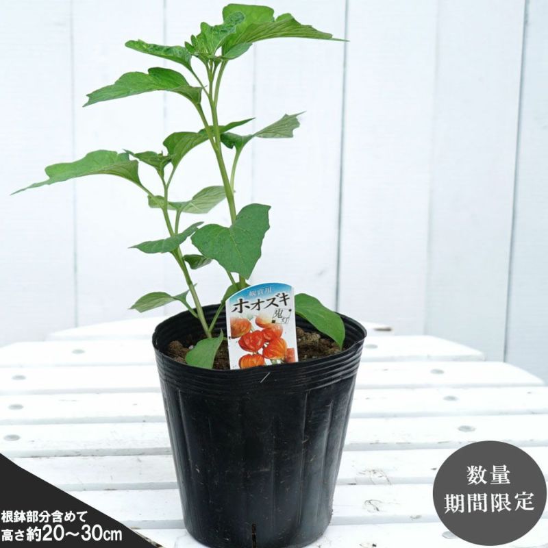 特価苗 ほおずき ポット苗 限定販売 夏の風物詩 飾って楽しむ 観葉植物 お中元 ギフト プレゼント お盆 多年草 苗木部 本店 By 花ひろばオンライン 特価苗 ほおずき ポット苗 限定販売 夏の風物詩 飾って楽しむ 観葉植物 お中元 ギフト プレゼント お盆 多年草 苗木部 本店 By 花ひろばオンライン