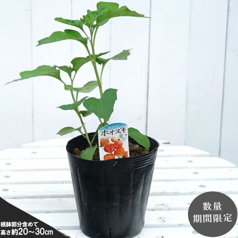 特価苗 ほおずき ポット苗 限定販売 夏の風物詩 飾って楽しむ 観葉植物 お中元 ギフト プレゼント お盆 多年草 苗木部 本店 By 花ひろばオンライン