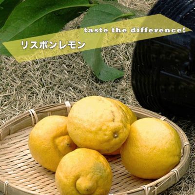 柑橘 レモン リスボンレモン 苗 販売 苗木部 By 花ひろばオンライン