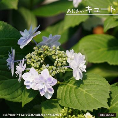 あじさい 苗 ハイドランジア ブルーマーブルソーダ 5号ポット苗 花色の移り変わりが美しい アジサイ 庭木 落葉樹 低木 あじさい 苗 ハイドランジア ブルーマーブルソーダ 5号ポット苗 花色の移り変わりが美しい アジサイ 庭木 落葉樹 低木