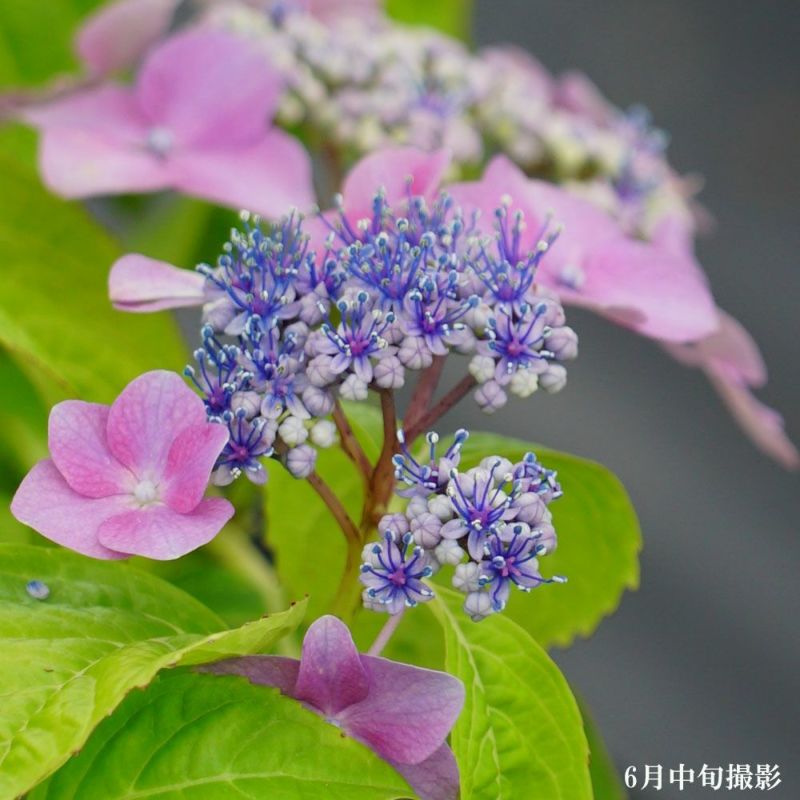 アジサイ　4種10ポット　紫陽花 楽天市場】紫陽花 四季咲きアジサイ アスペラ 【てまり咲】 3.5