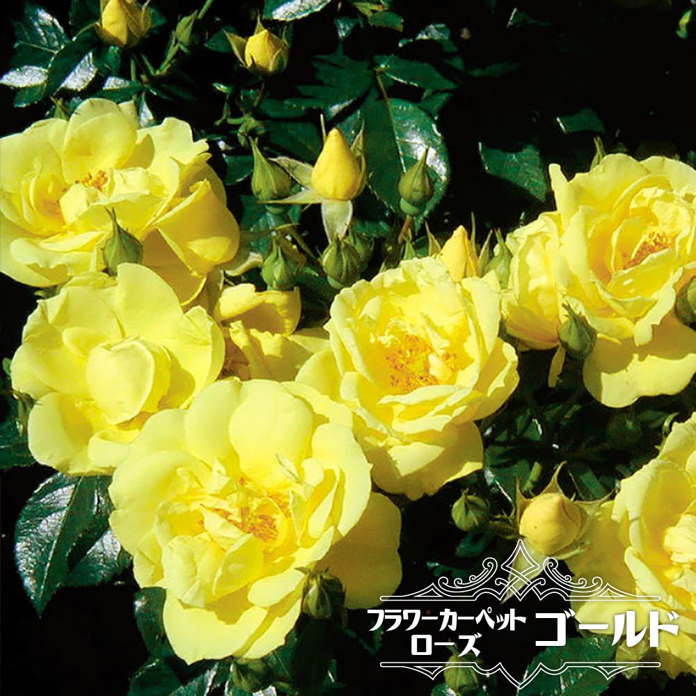 バラ リモンチェッロ 苗 販売 苗木部 By 花ひろばオンライン