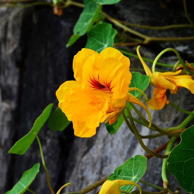 ナスタチウム キンレンカ 苗 販売 苗木部 By 花ひろばオンライン ナスタチウム キンレンカ 苗 販売 苗木部 By 花ひろばオンライン