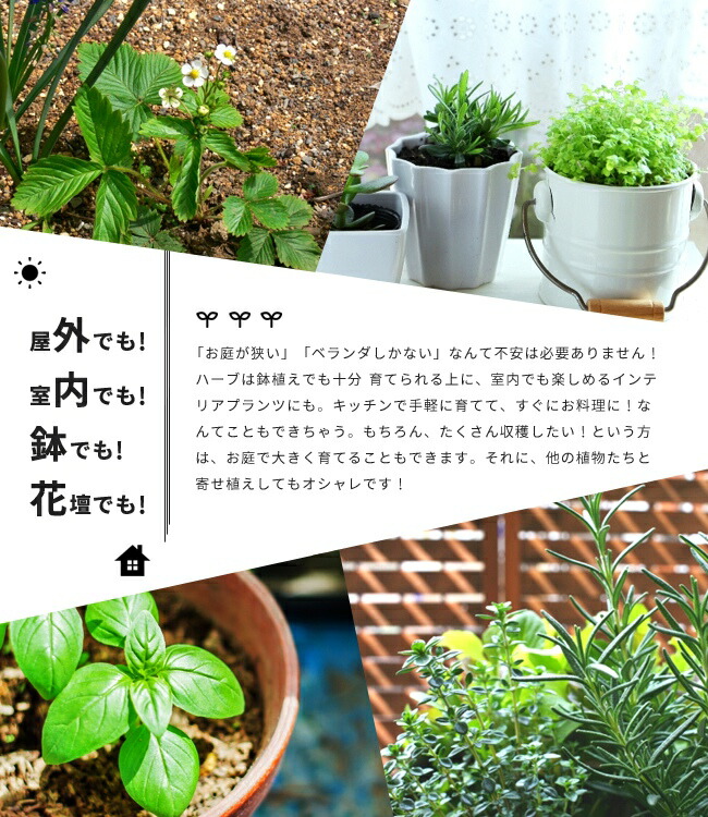 ナスタチウム キンレンカ 苗 販売 苗木部 By 花ひろばオンライン ナスタチウム キンレンカ 苗 販売 苗木部 By 花ひろばオンライン