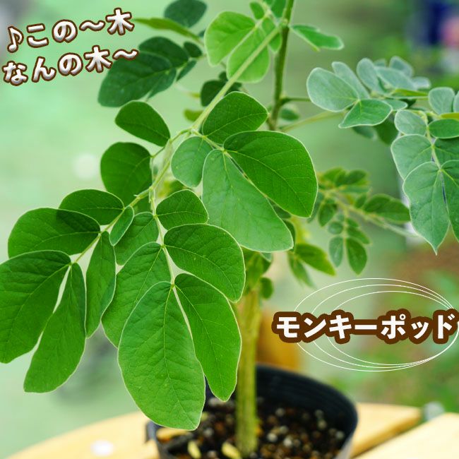 この木なんの木 モンキーポッド 庭木 シンボルツリー 落葉樹 苗木部 本店 By 花ひろばオンライン この木なんの木 モンキーポッド 庭木 シンボルツリー 落葉樹 苗木部 本店 By 花ひろばオンライン