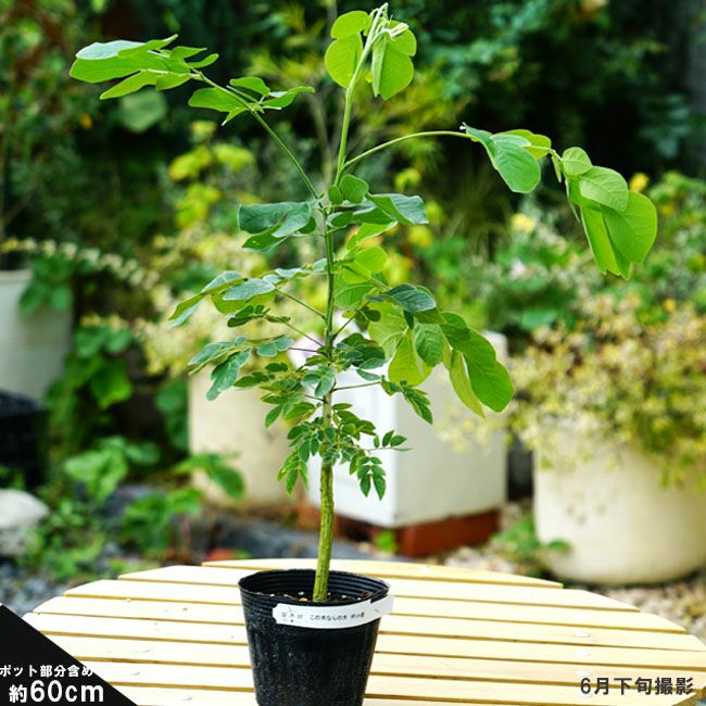 この木なんの木 モンキーポッド 庭木 シンボルツリー 落葉樹 苗木部 本店 By 花ひろばオンライン