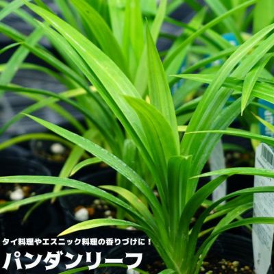 パンダンリーフ 苗 販売 苗木部 By 花ひろばオンライン