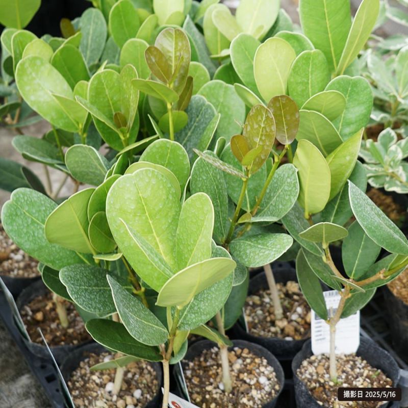 マダガスカルオリーブ 苗 販売 苗木部 By 花ひろばオンライン