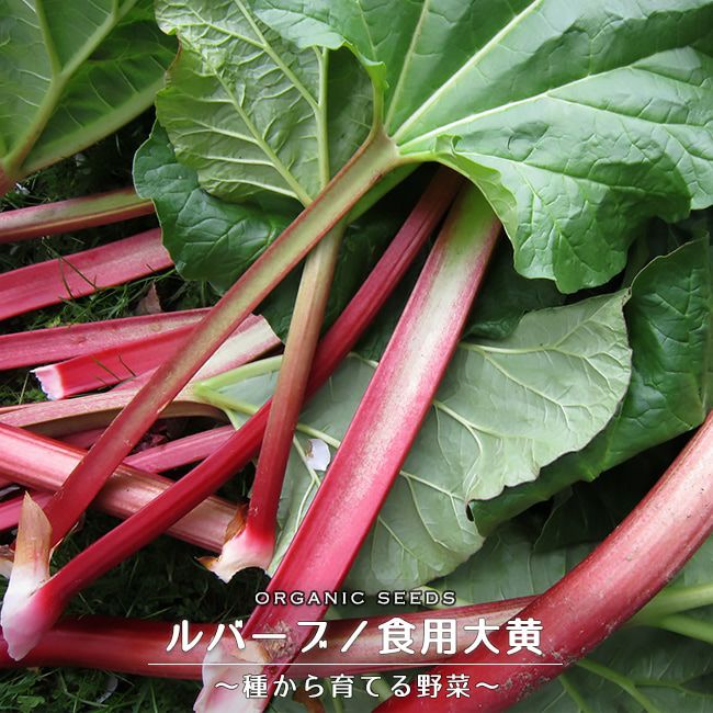 ルバーブの苗のお問い合わせへのお返事 ルバーブの苗のお問い合わせへのお返事